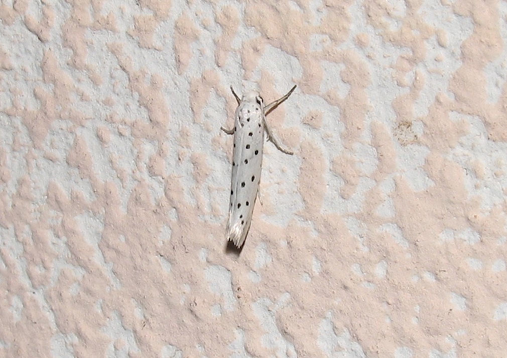 Ethmia terminella?